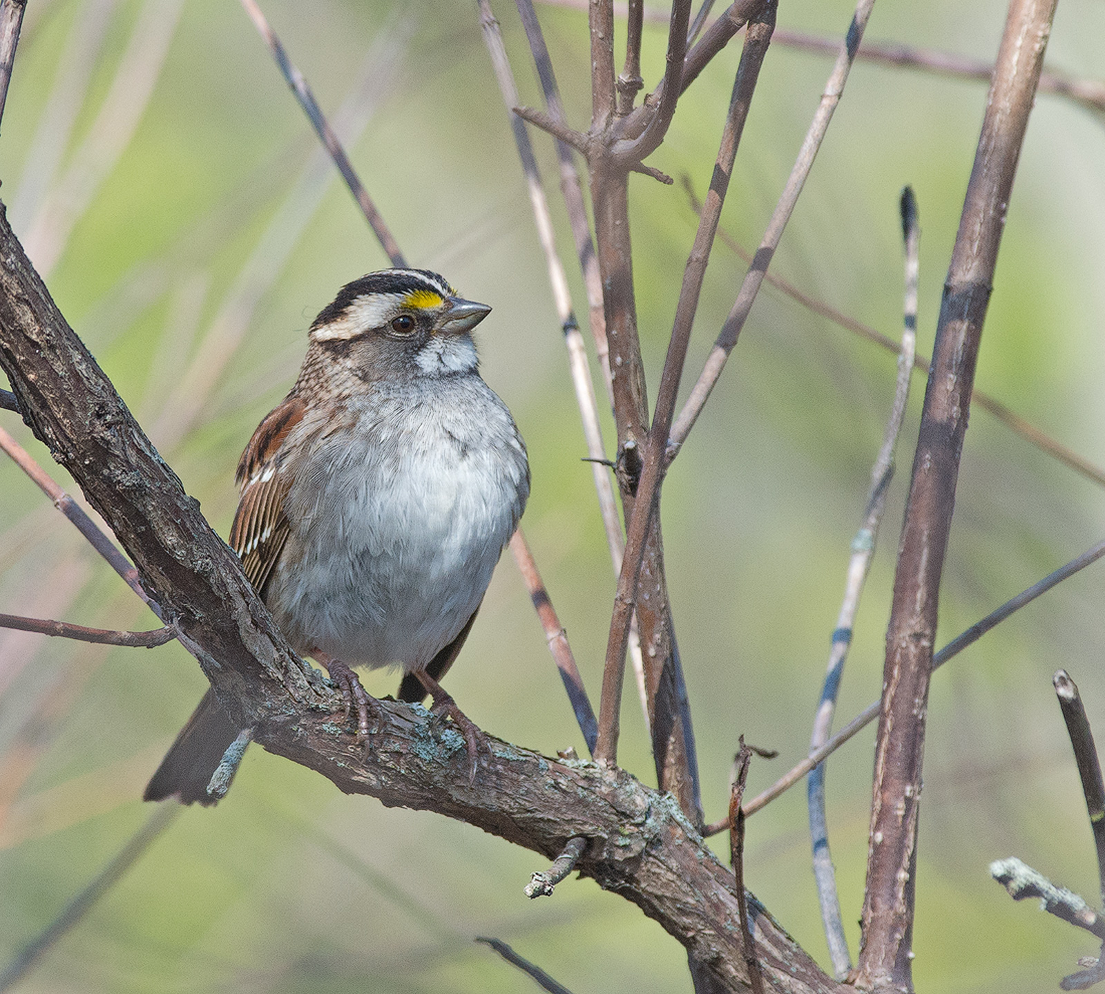 White-throated Sparrow
