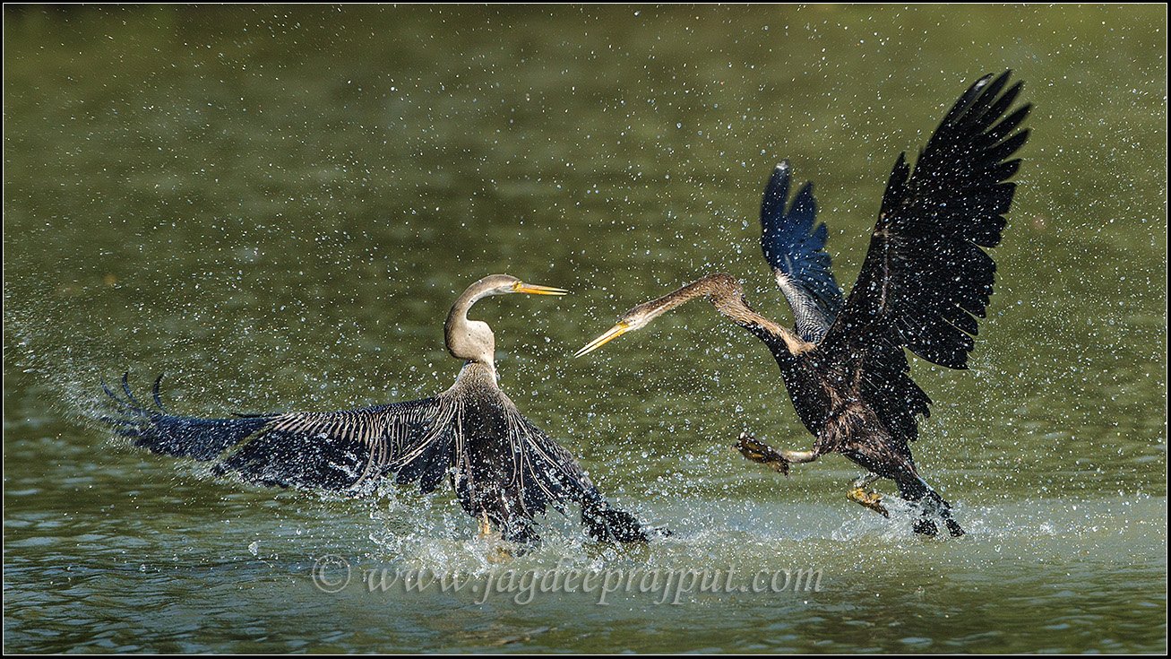 Fighting Darters