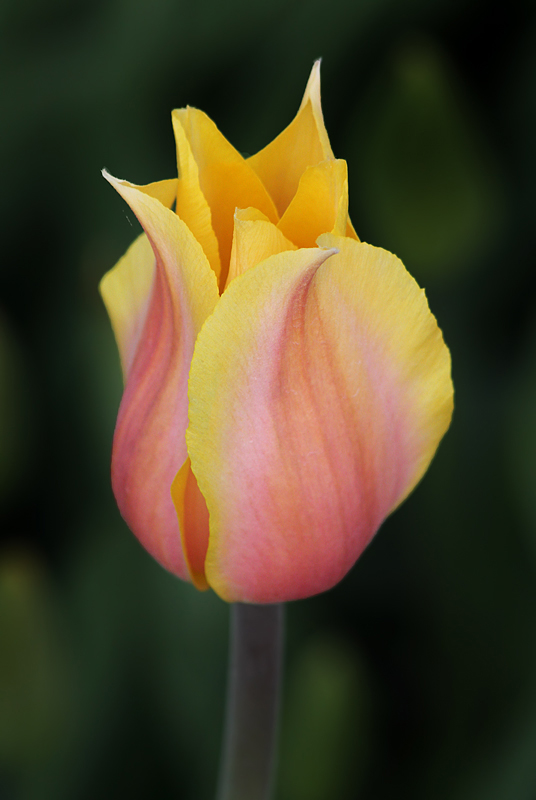 Pastel Tulip