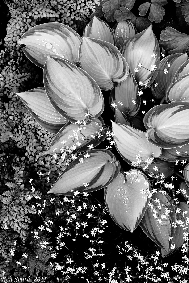 Black n White Mixed