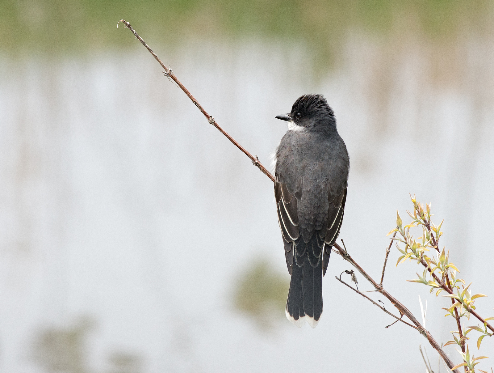 Eastern Kingbird