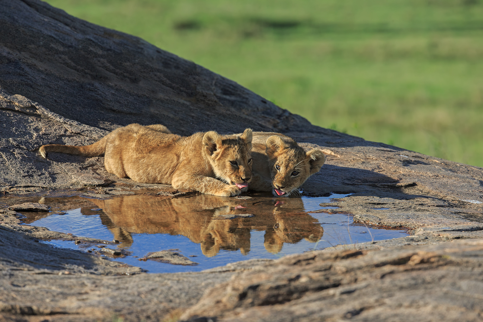 Thirsty Cubs