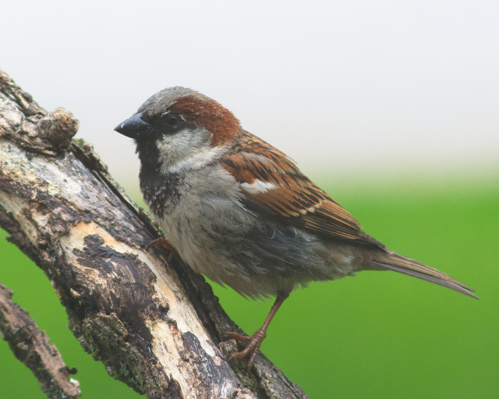 English Sparrow