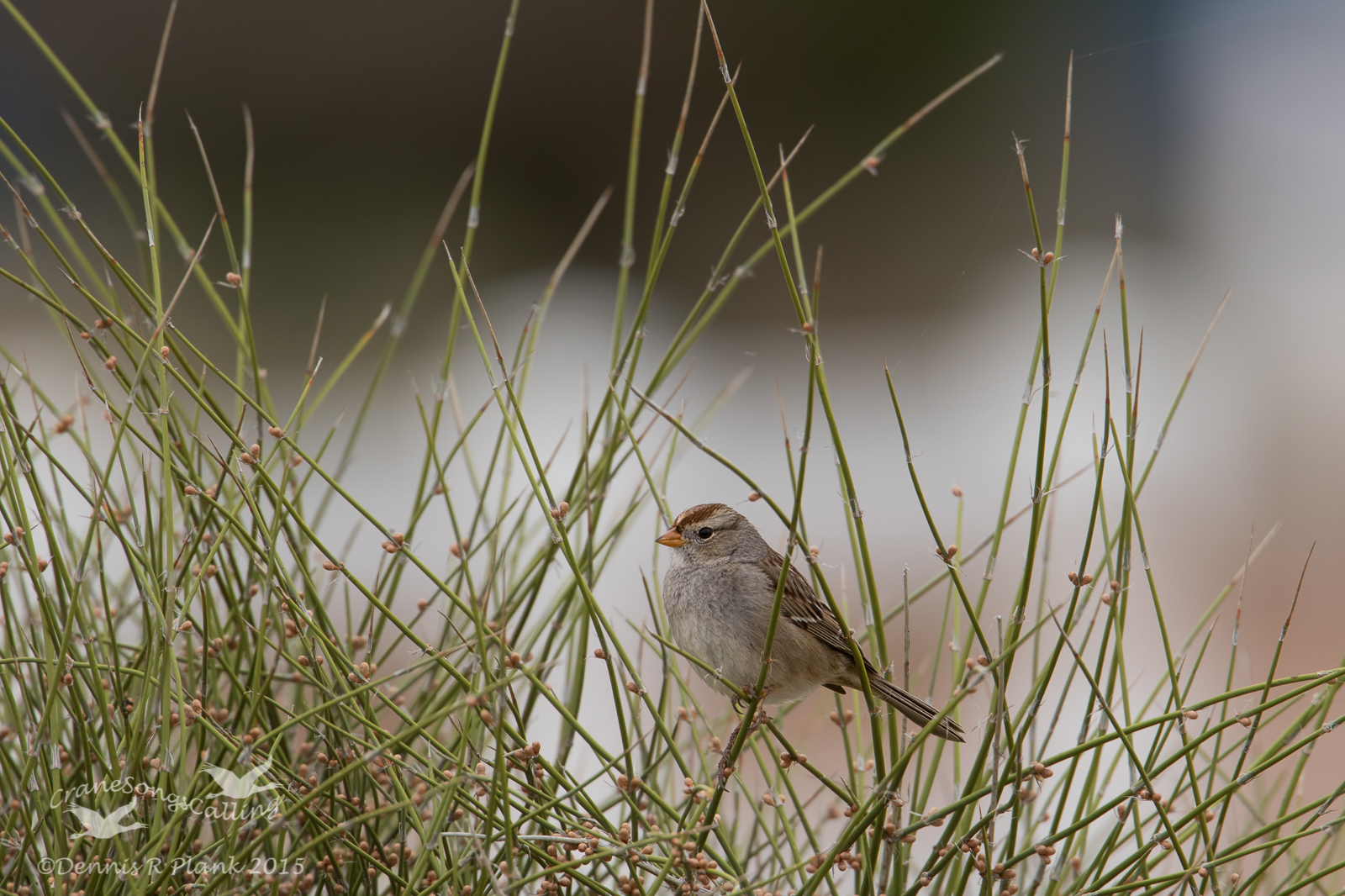 White-crowned Sparrow-J