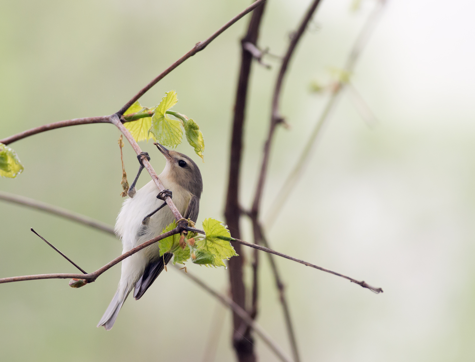 Hungry Warbling Vireo