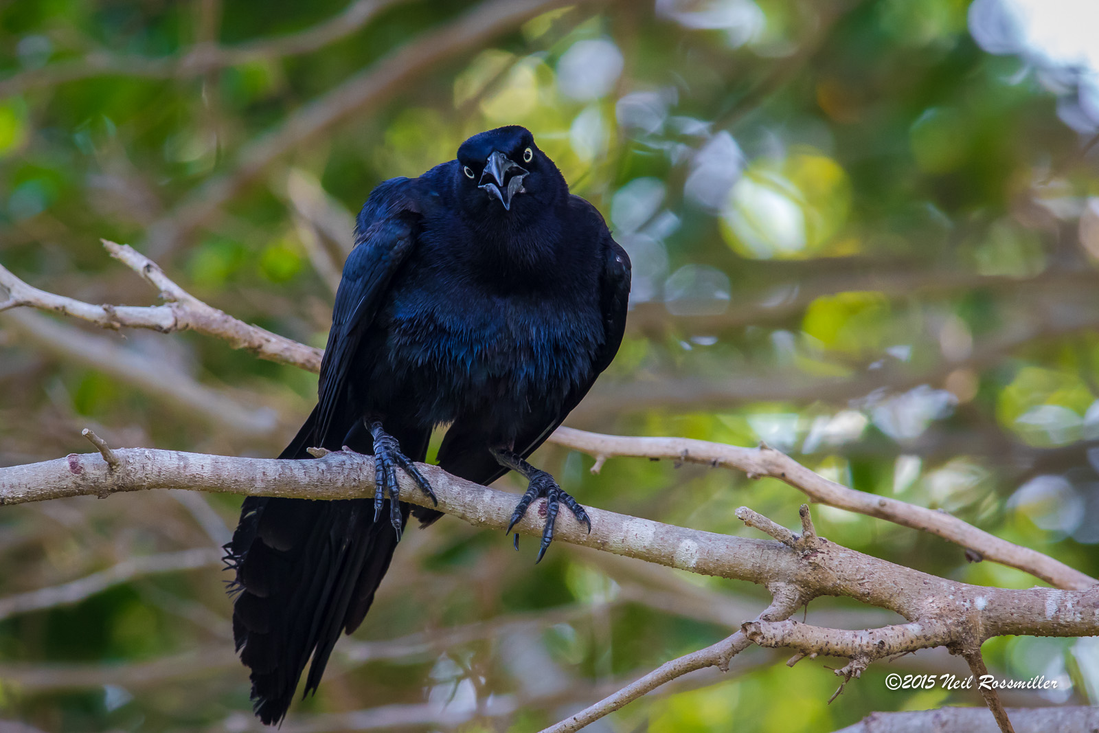 Great-tailed Grackle
