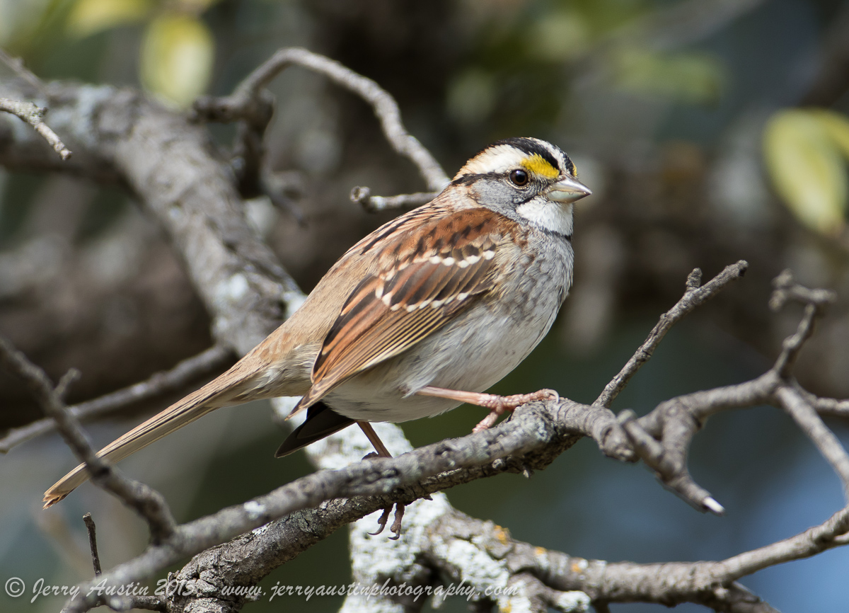 White-Throated Sparrow