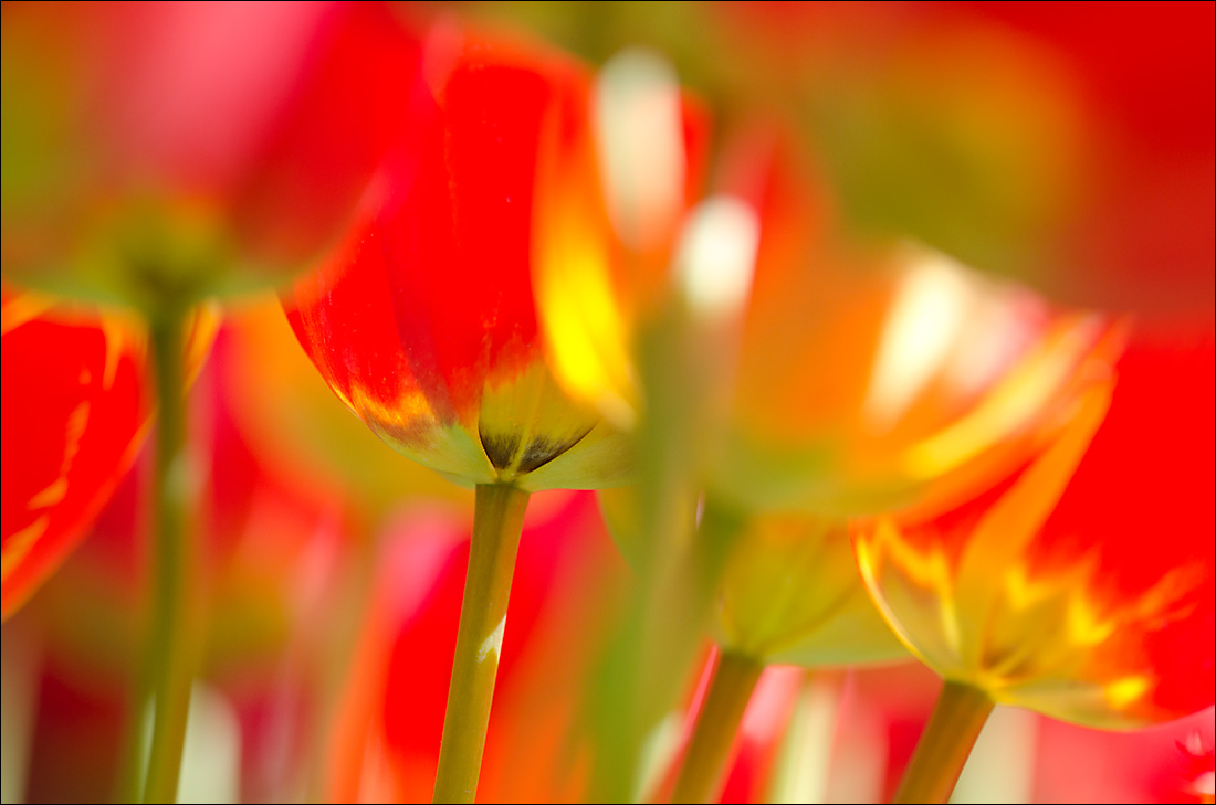 2015 Tulips 3 v3