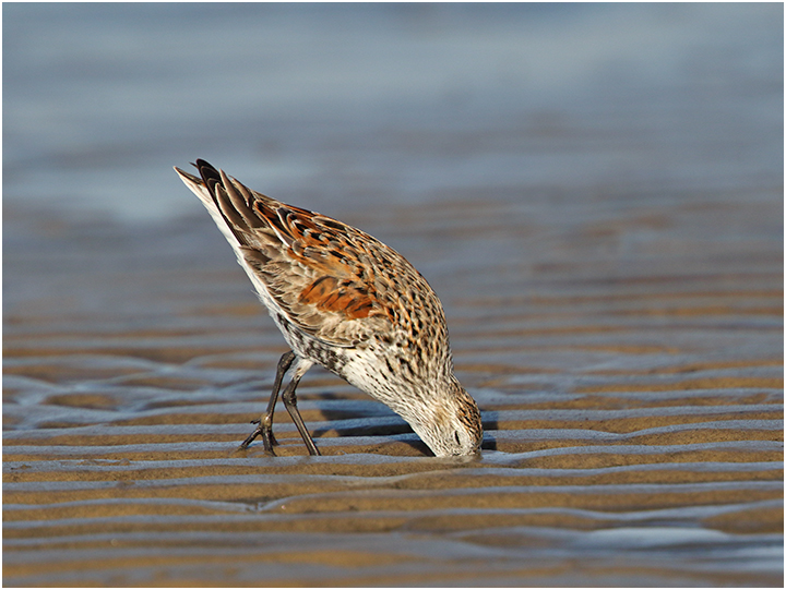 Western Sandpiper Plunge
