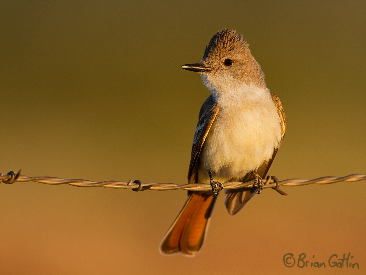 Ash-throated Flycatcher
