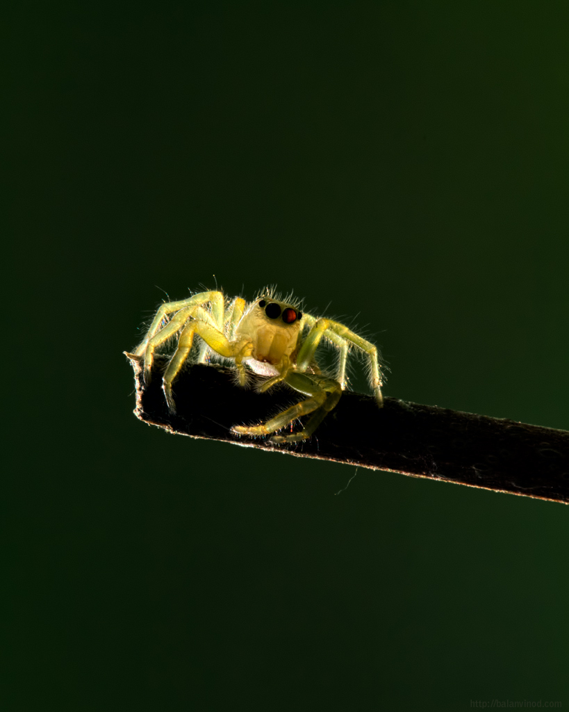 Jumping Spider