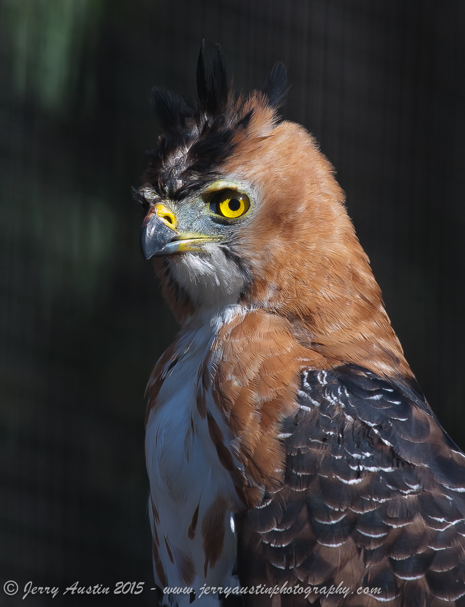 Ornate Hawk Eagle