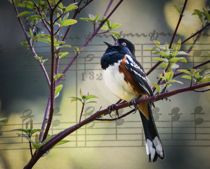 Towhee Song