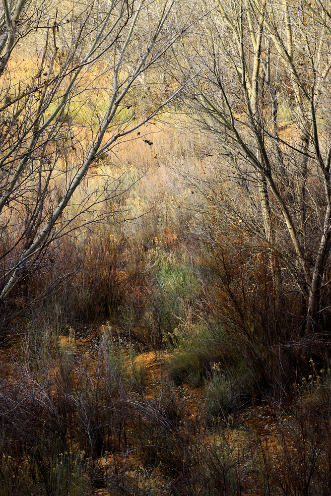 Sandy Creek Bottom