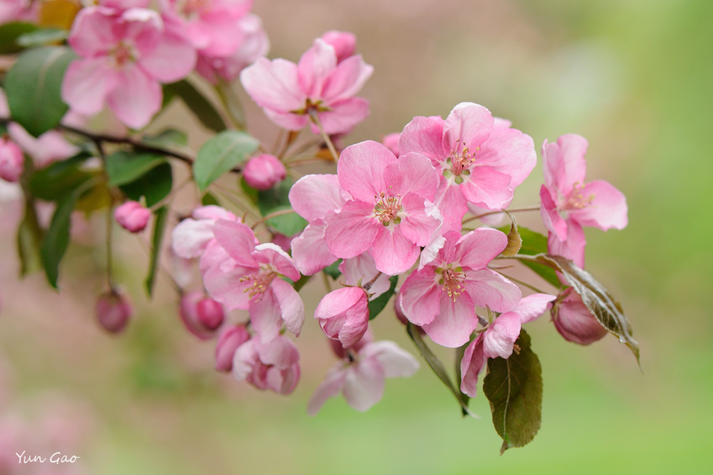 Malus ‘Selkirk’