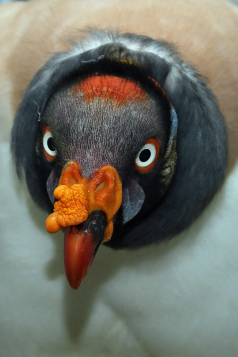 King Vulture