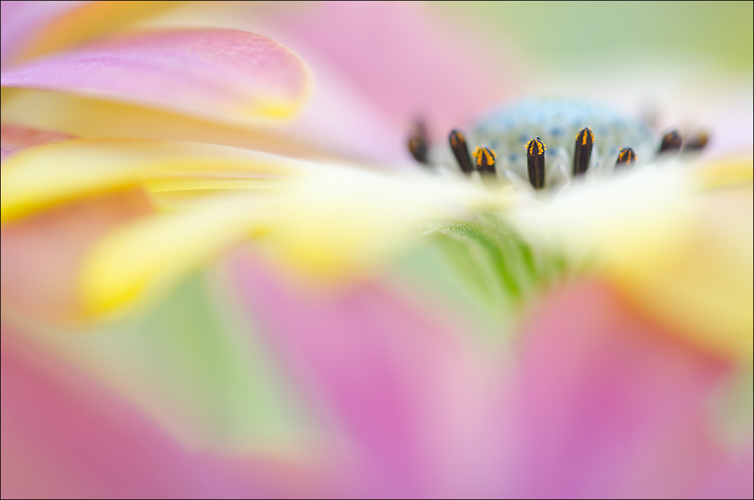 Osteospermum 1