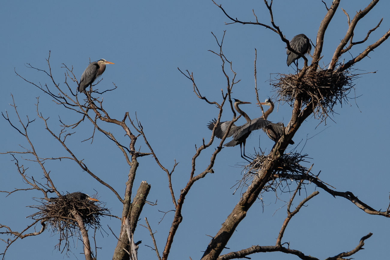 Hotel dot Heron