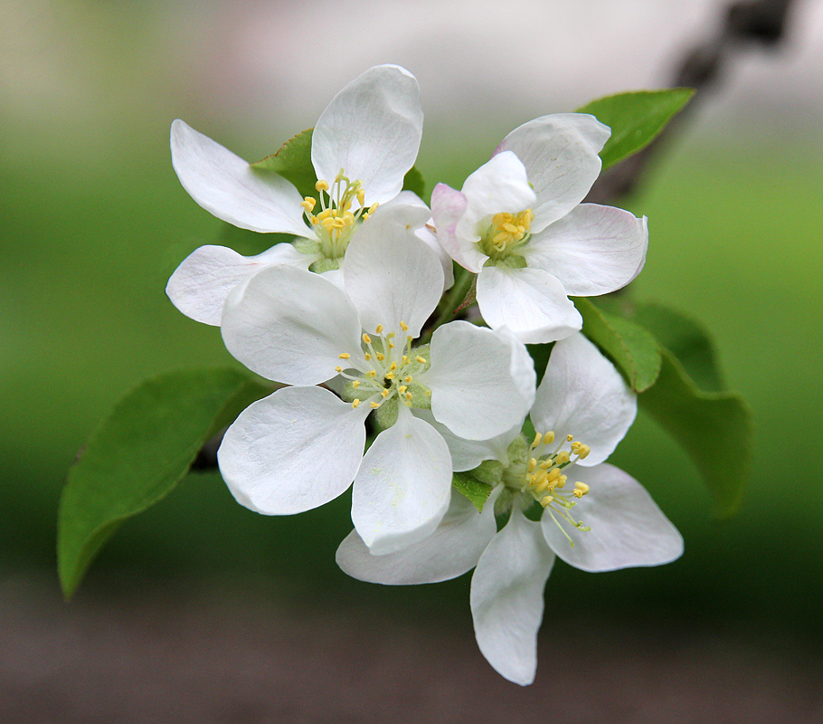 Flowering Tree
