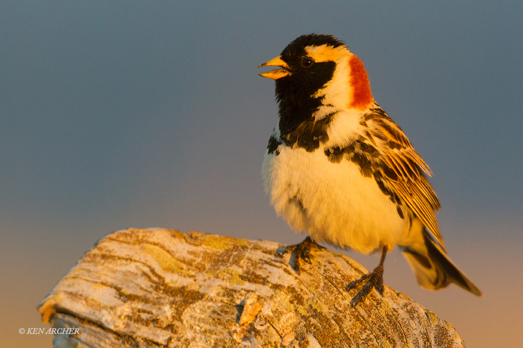 Lapland Longspur