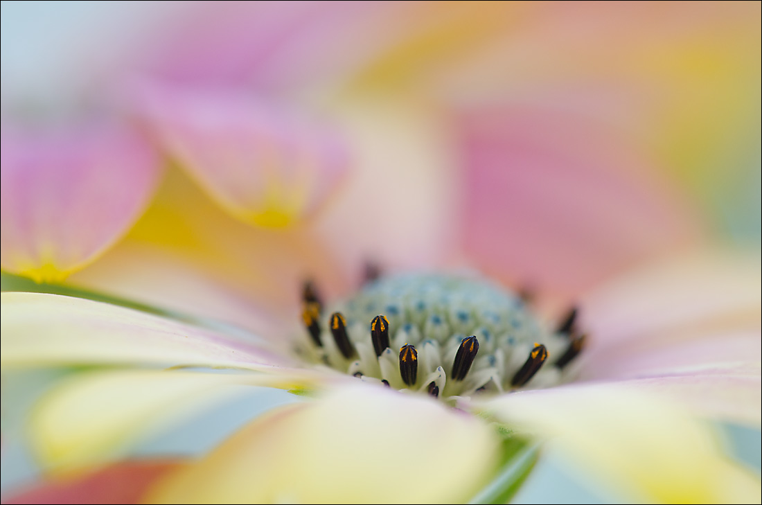 Osteospermum 2