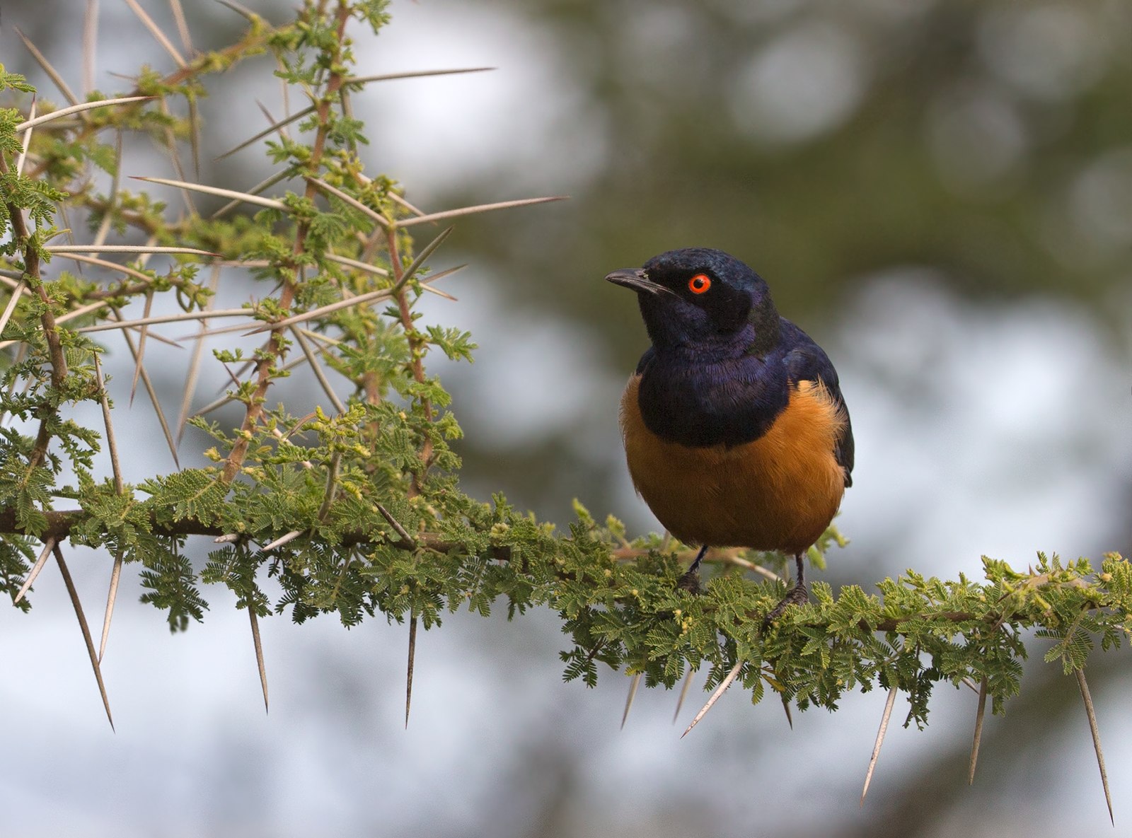 Hidebrandt's Starling