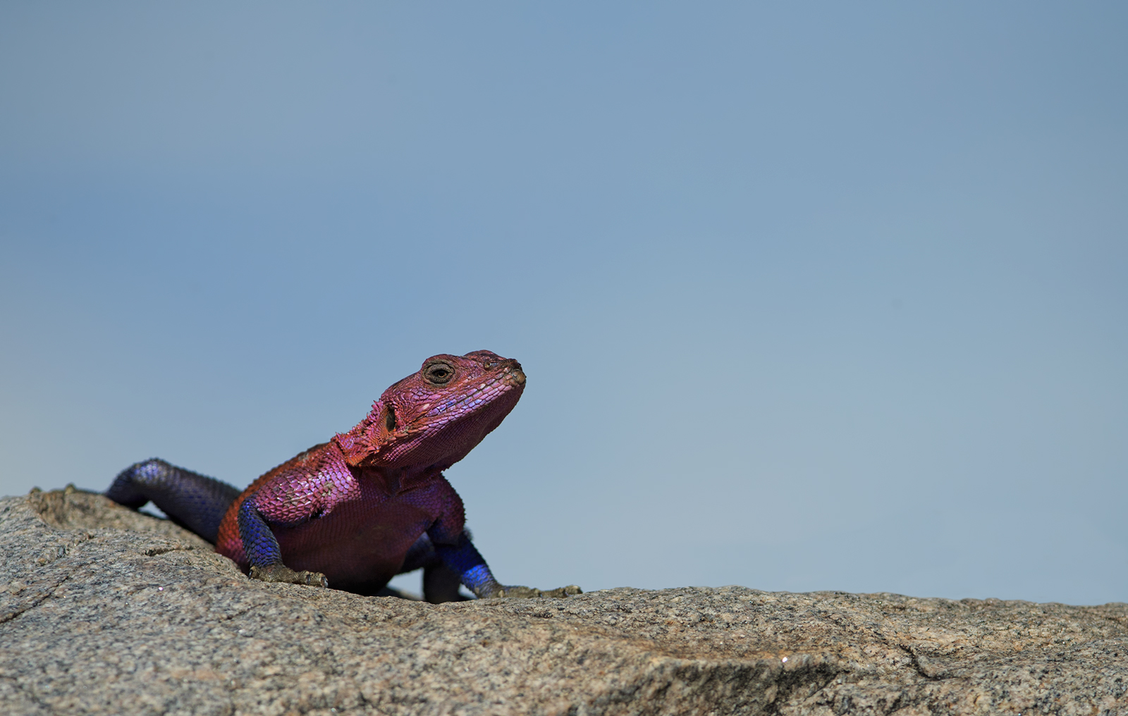 Agama