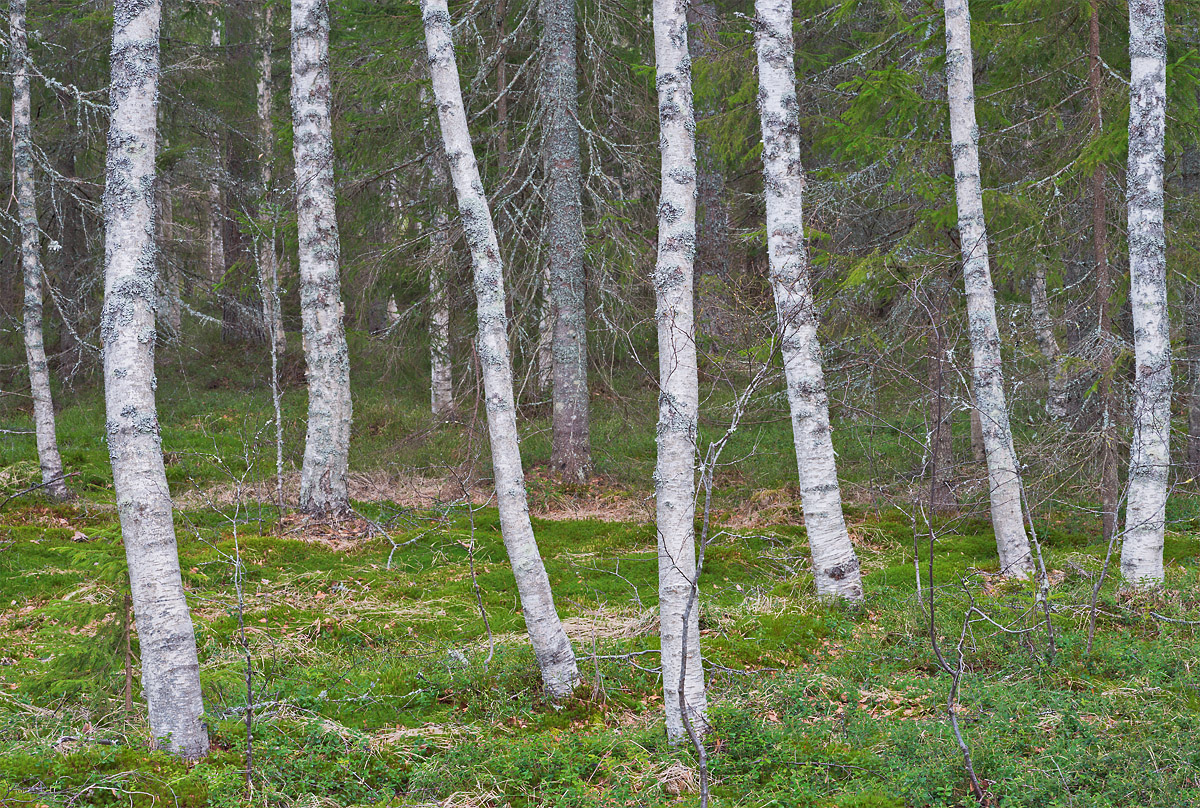 White trees