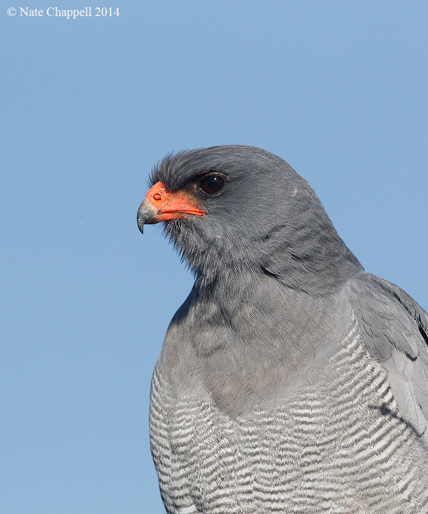 Pale Chanting Goshawk