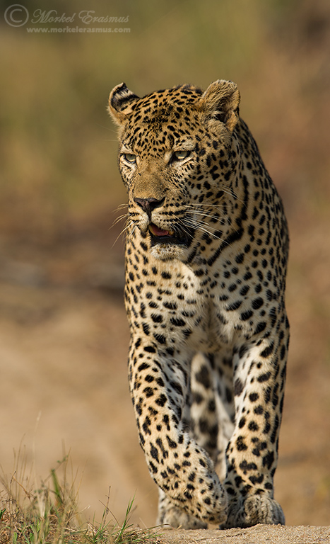 Leopard Patrol