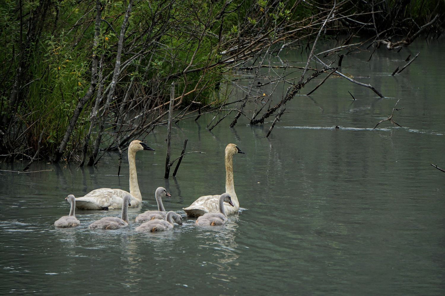 5 in Tow