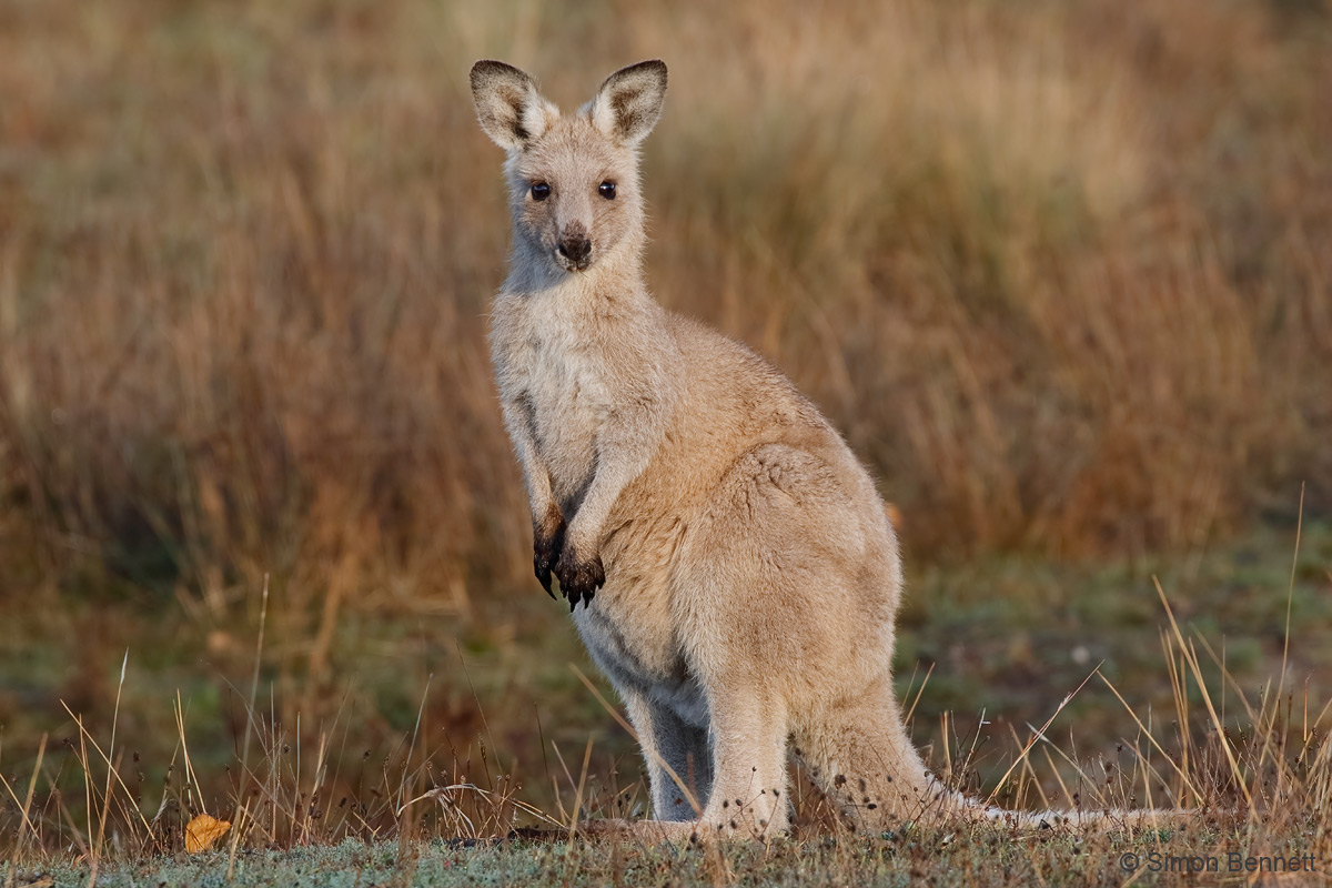 Skippy