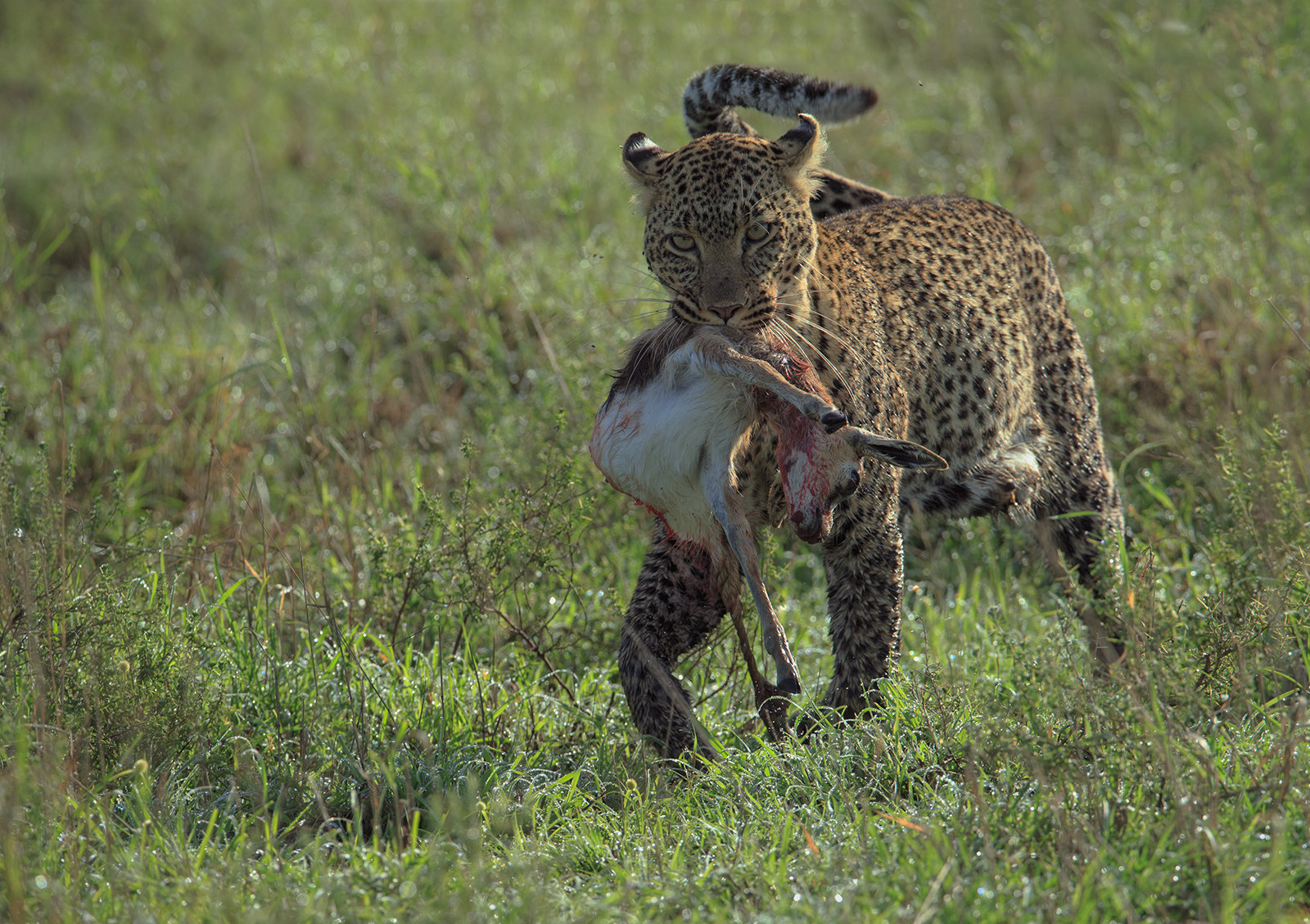 Bringing Home Breakfast
