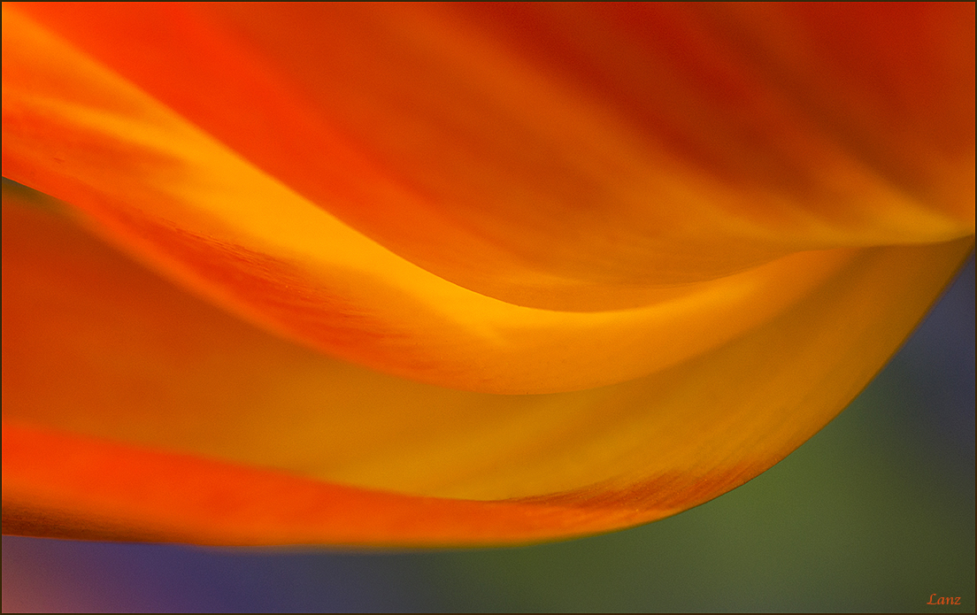 Tulip Abstract