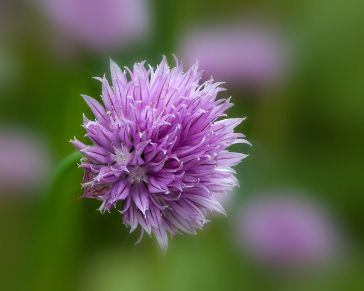 Chive flower