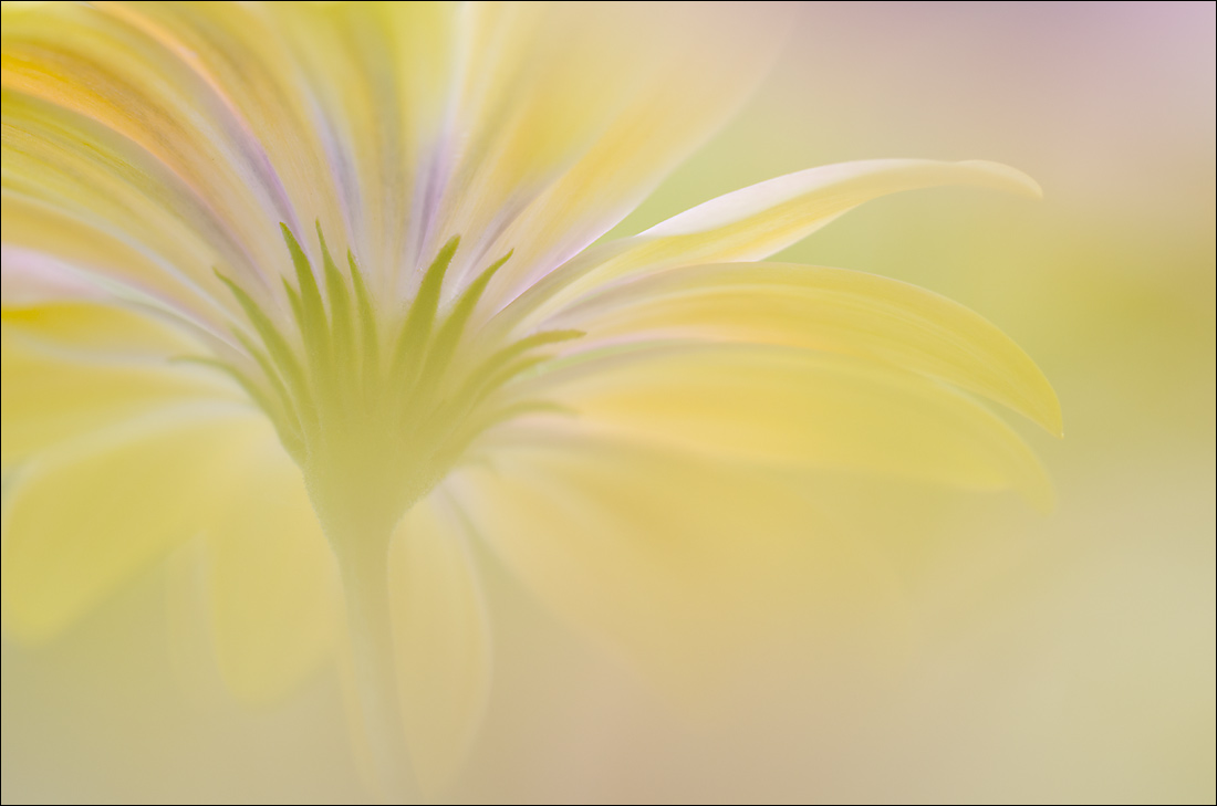 Flora - 1st Place