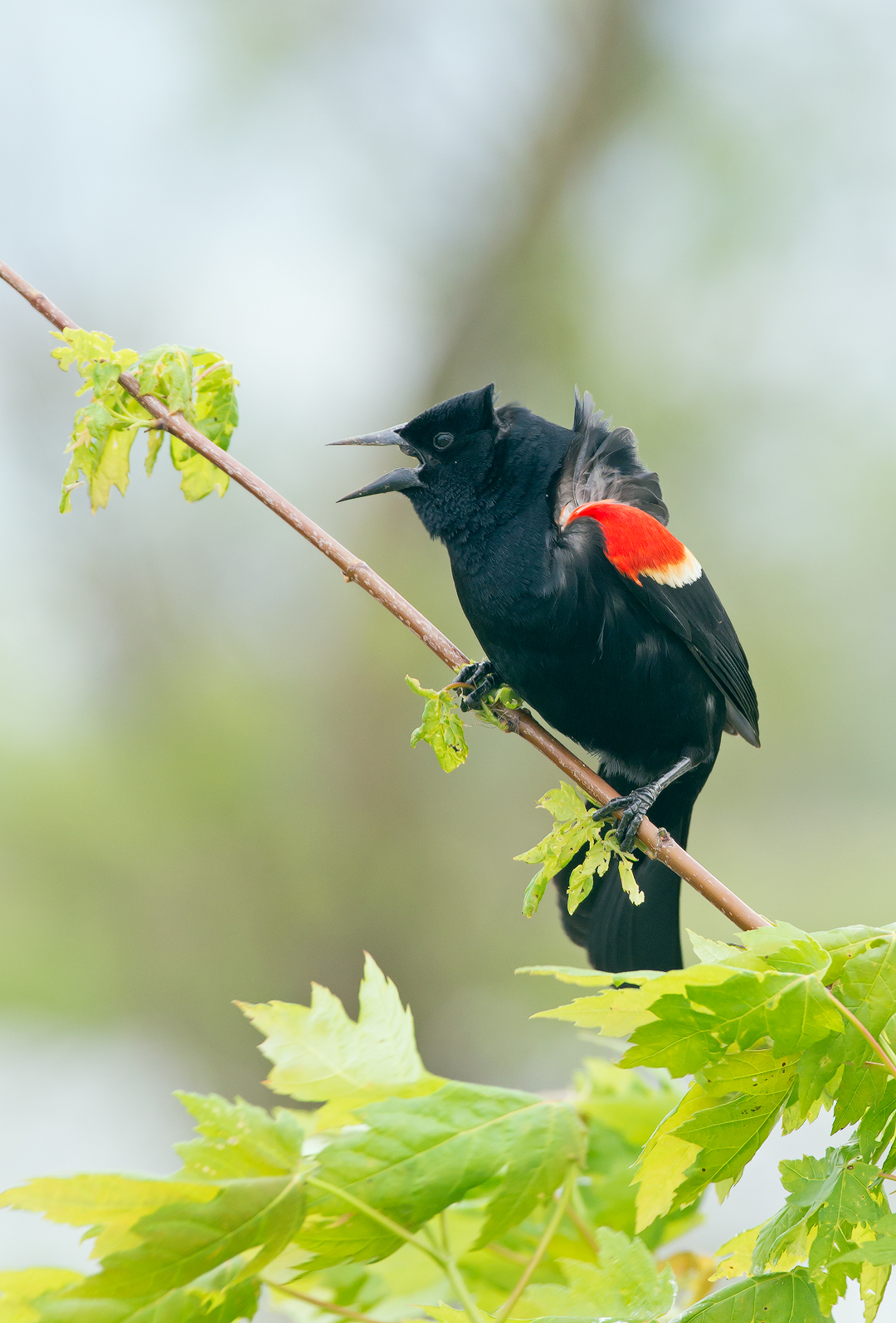 Red-winged Blackbird Repost Included