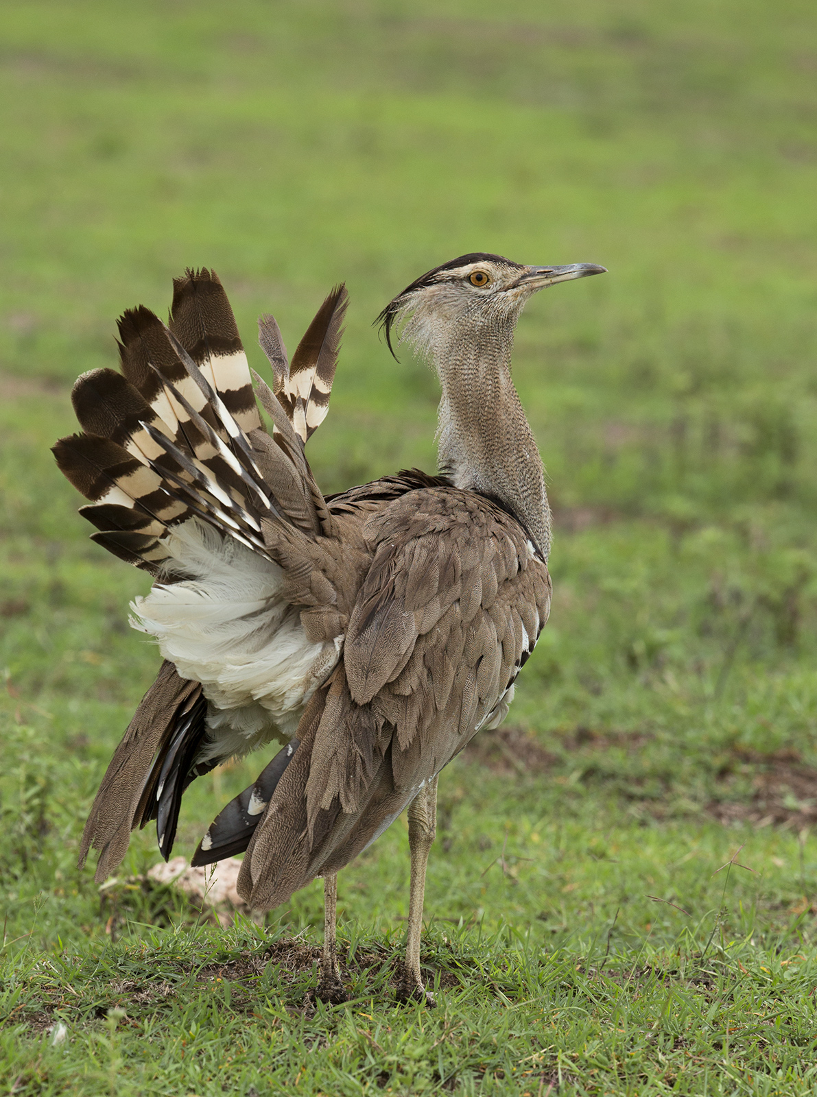 Kori Bustard