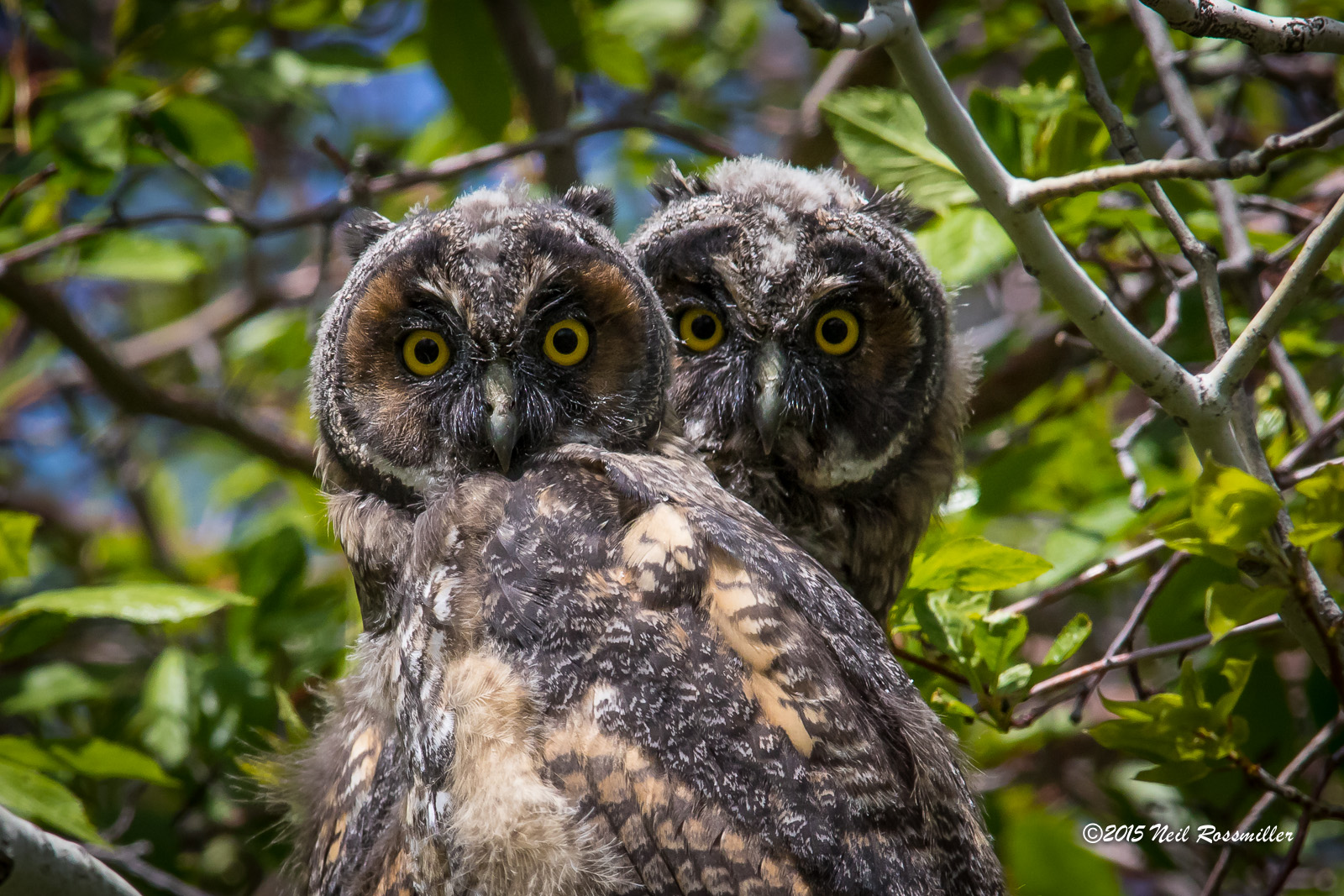 LEO chicks