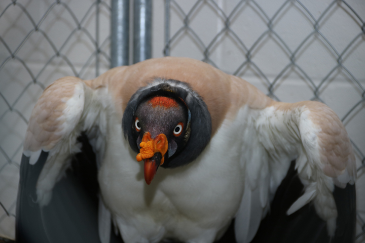 Full frame king vulture