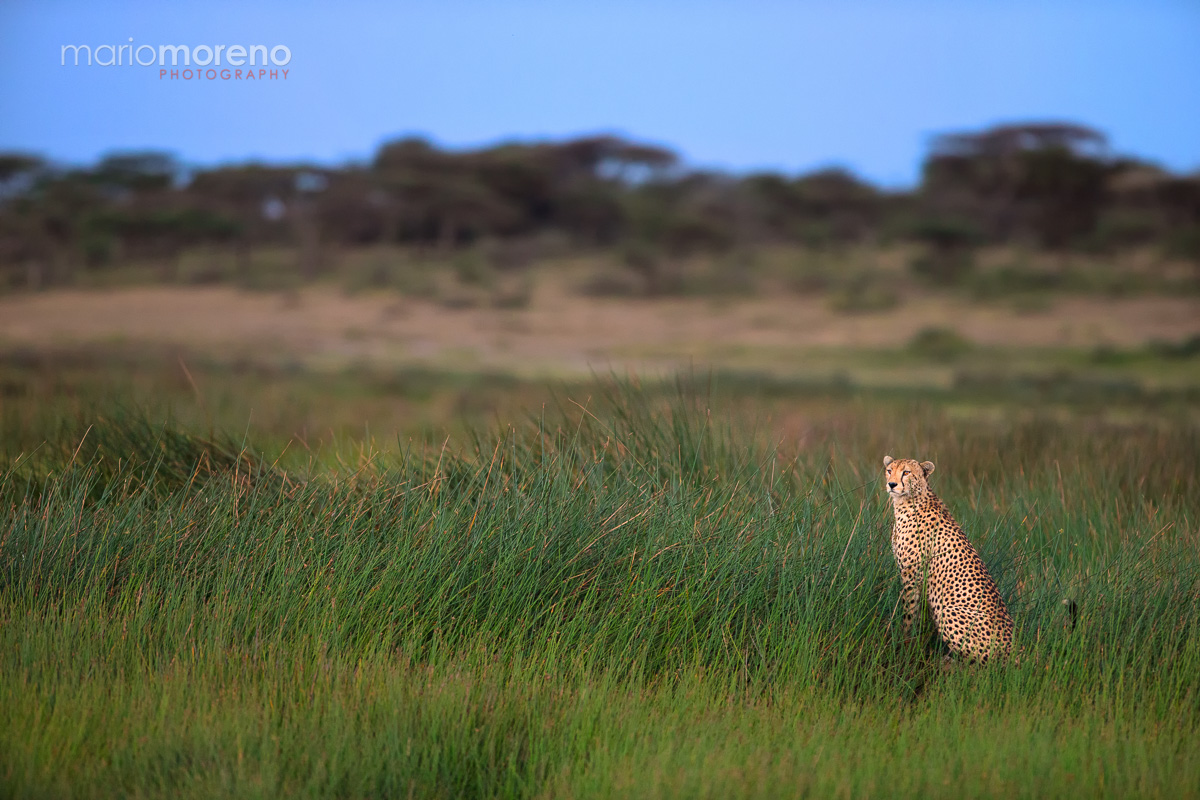 Cheetah in The Marsh