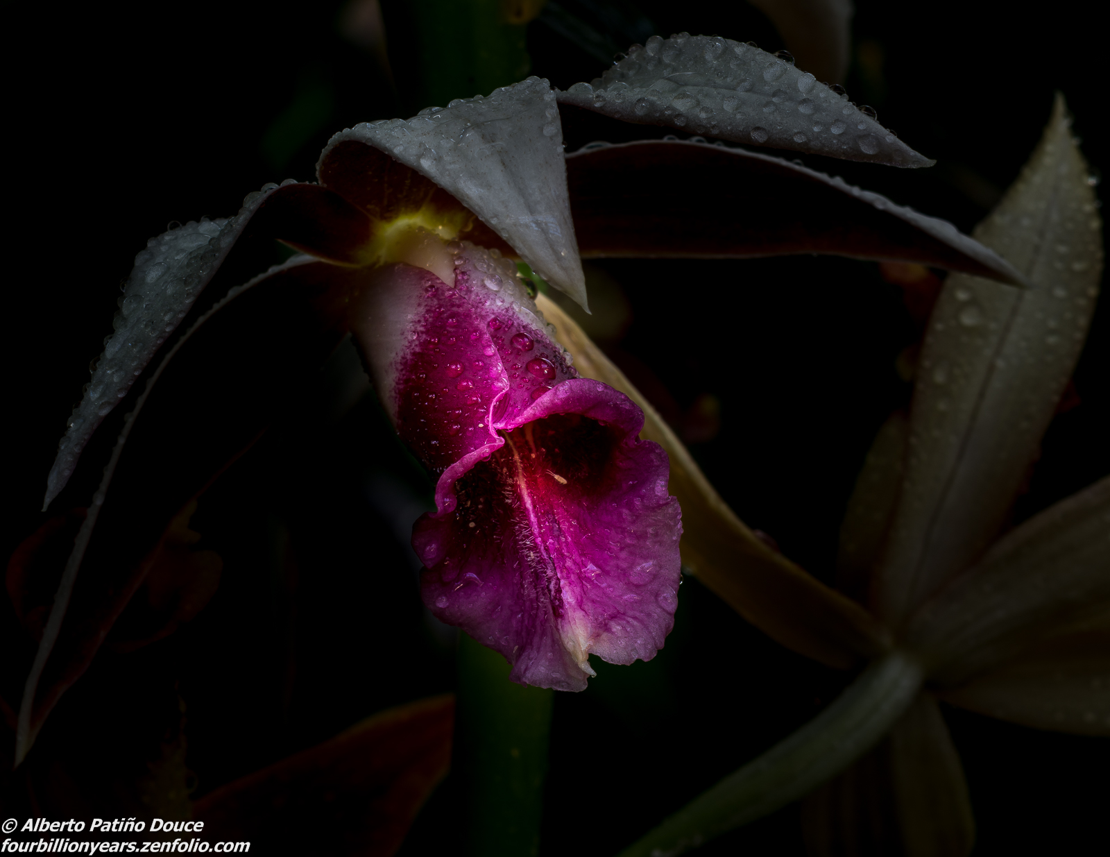 Orchids III