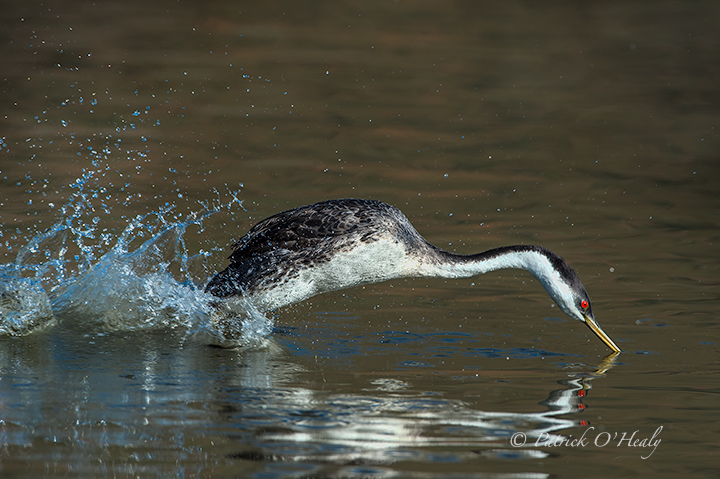 Grebe Finish Line