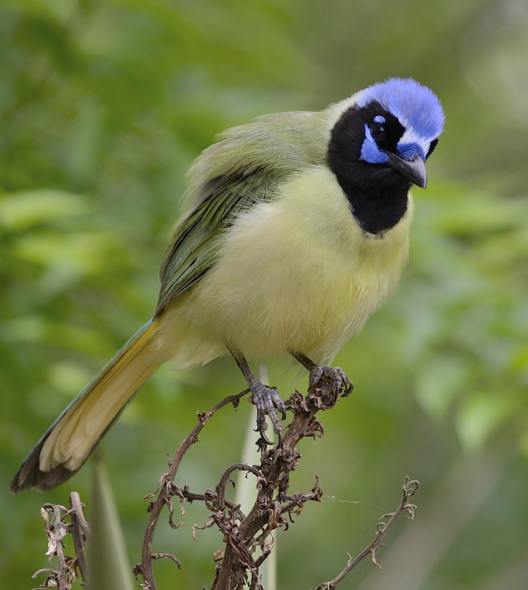 Green Jay