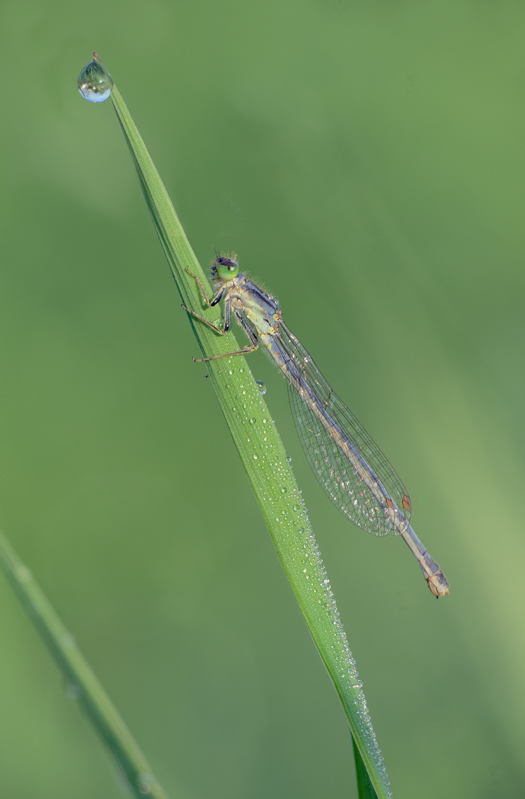 Damselfly