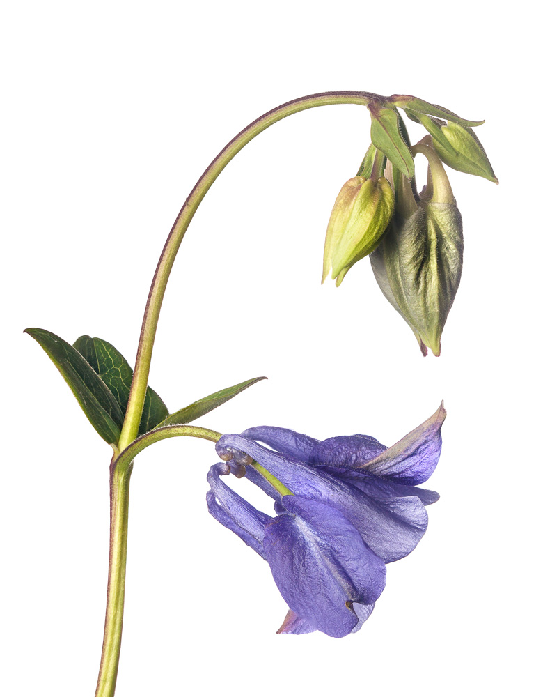 Aquilegia