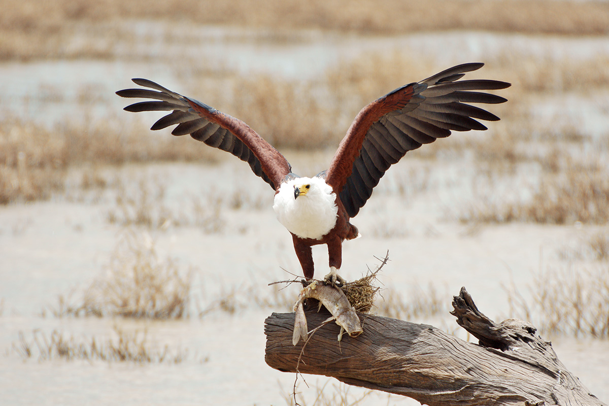 african fisheagle