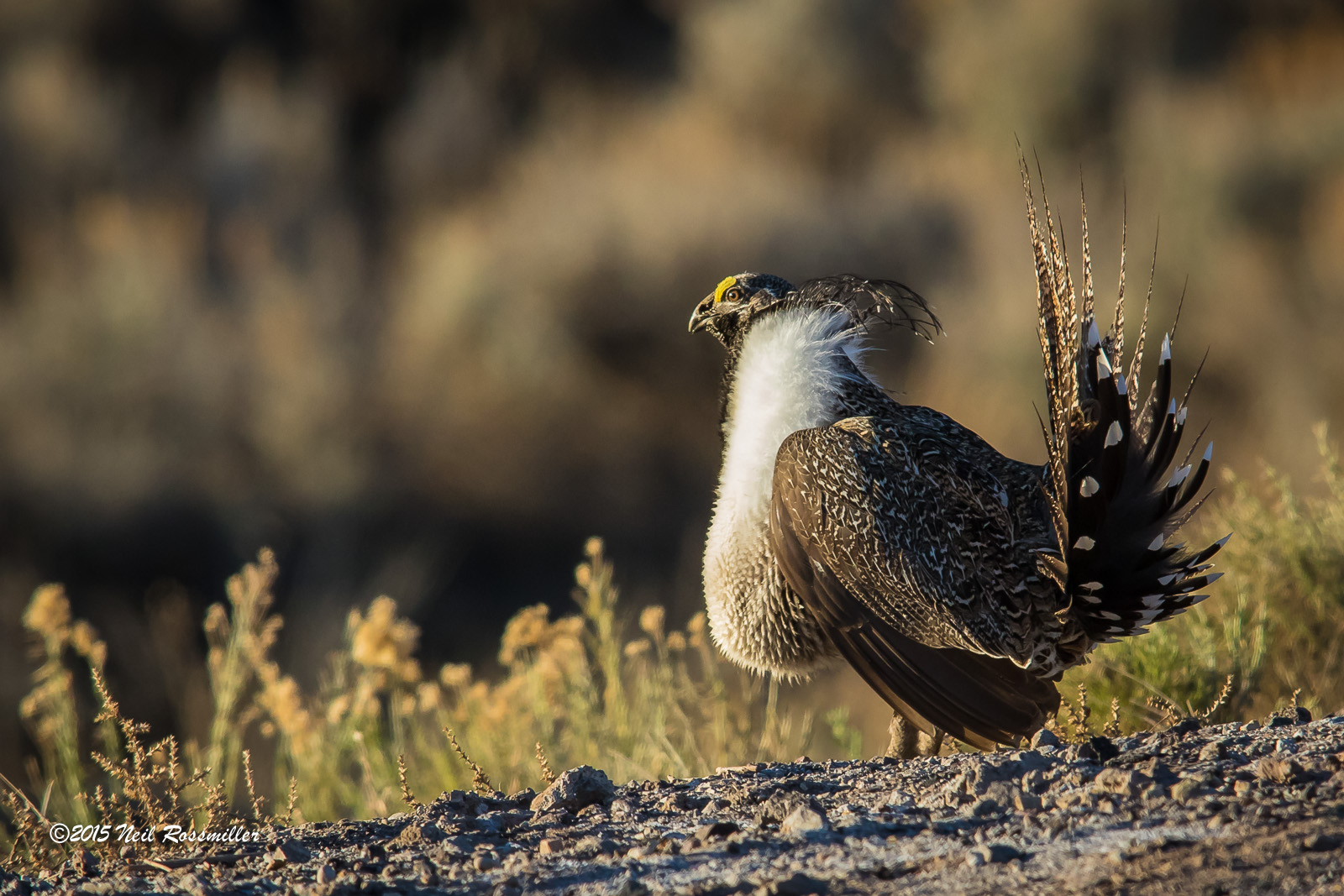 King of the Lek