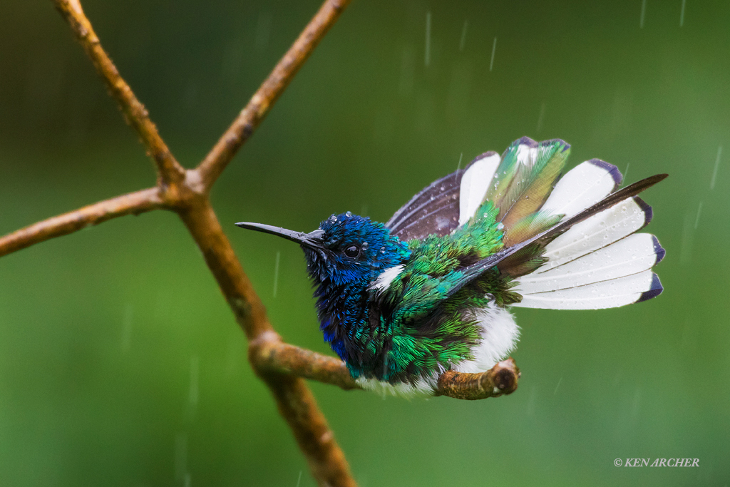 Caribbean Shower