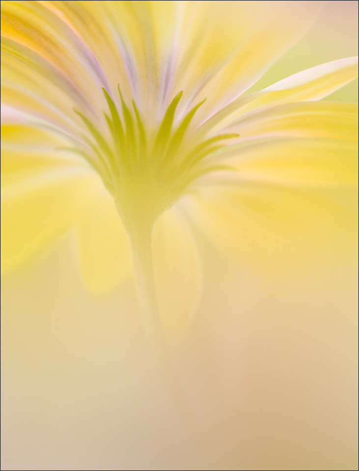 Osteospermum 5